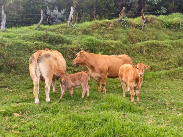 La vache limousine est la race la plus élevée sur la Plaine des Cafres