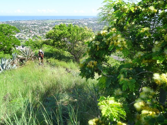Comme à La Réunion, le bois noir des bas pousse partout dans les endroits secs