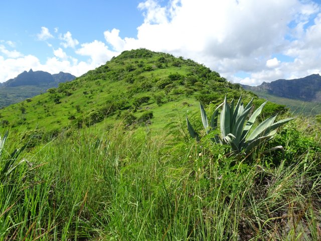 Le sommet approche, toujours dans les herbes et les aloès