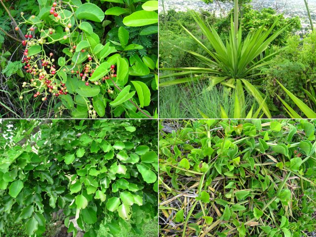 Quelques variétés de plantes méritent de courtes haltes