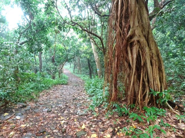 Un figuier étrangleur proche de la fin du chemin empierré