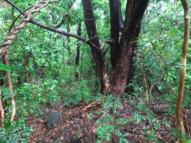 Le paysage change du tout au tout car le sentier passe en forêt
