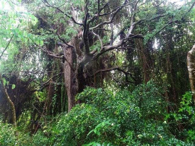 Ralentir le pas à la rencontre des plus gros spécimens d'arbres