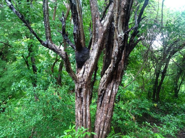 Les inévitables termitières de Maurice, très hautes dans les arbres