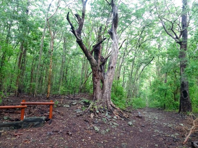 Un arbre tué par le feu