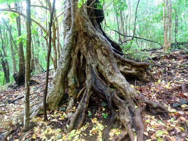 La dernière souche de la courte boucle
