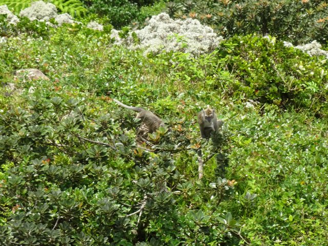 Les macaques crabiers sont discrets mais on peut tout de même en apercevoir