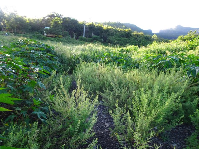 Le raccourci un peu encombré utilisé par les riverains