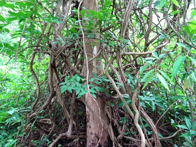 On ne peut pas manquer les lianes papillon qui envahissent tout