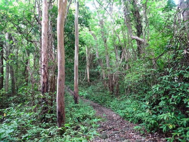 Beaucoup d'eucalyptus et poiriers péi