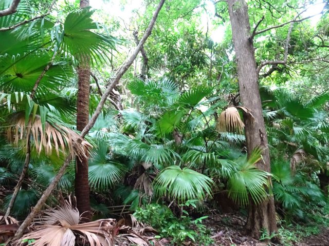 Beaucoup de palmiers près de la piste défoncée par les pluies
