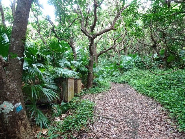 On rencontre comme souvent de vieux manguiers