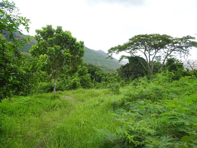 Une grande clairière avant de bifurquer sur la droite