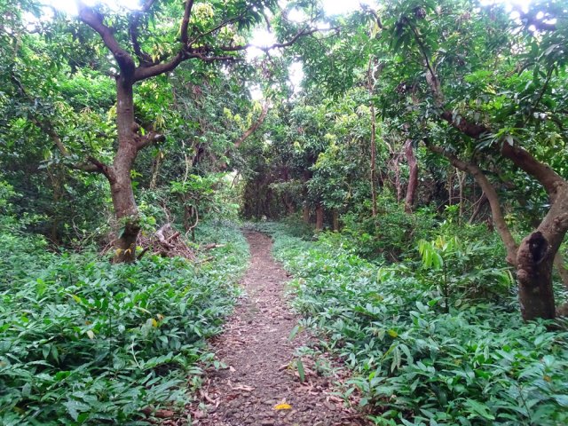 Des manguiers qui échappent encore aux lianes