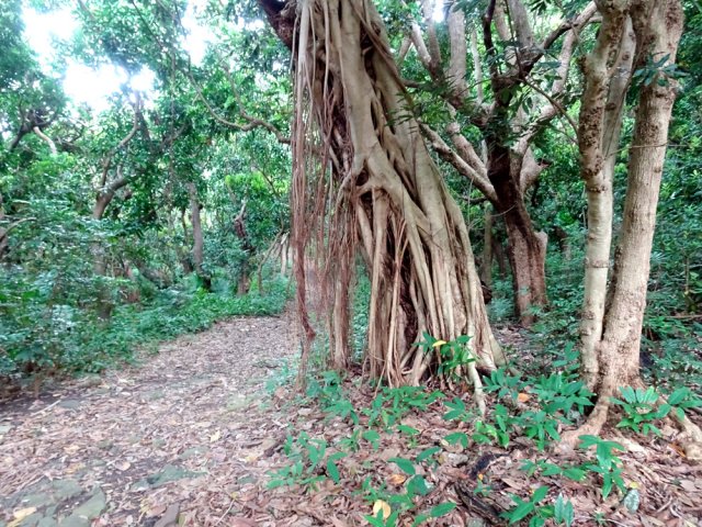Un figuier étrangleur en bordure de piste