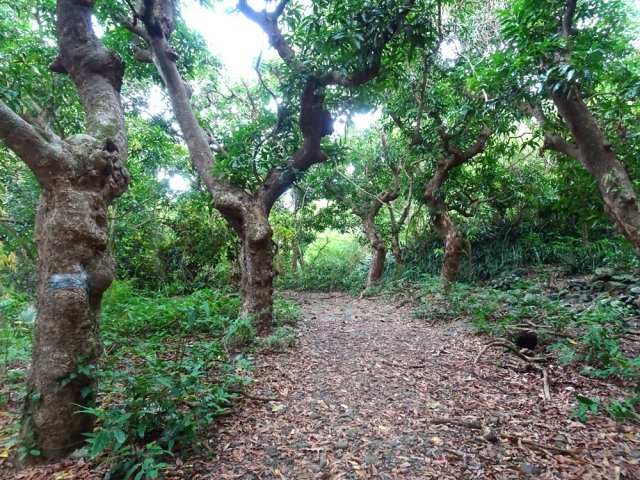 On traverse plus bas des vergers qui doivent nourrir les macaques