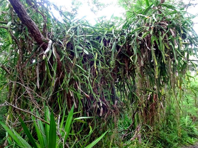 Les cactées recouvrent les arbres aussi bien que les lianes papillon