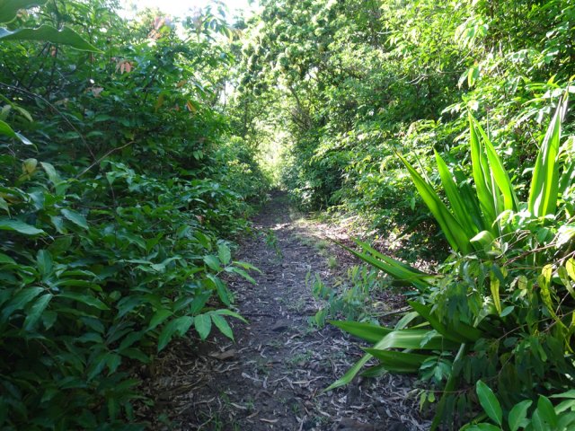 Les lianes papillon sont de plus en plus présentes