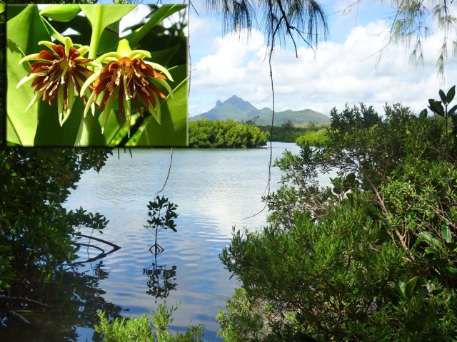 Une fleur de palétuvier. Vue sur Bambou Mountain