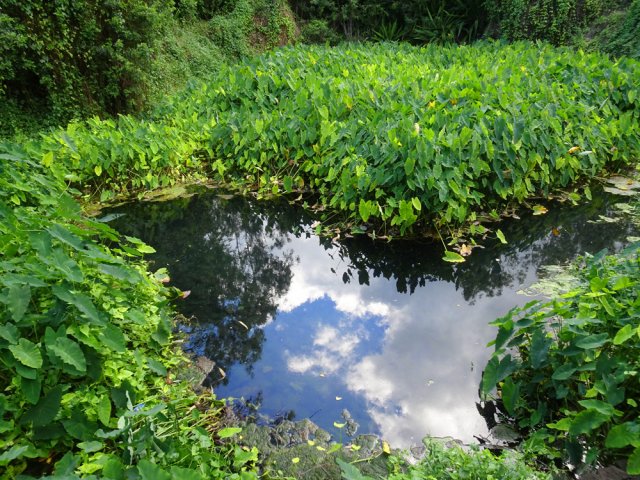 Nouveau trou d'eau encombré de taros