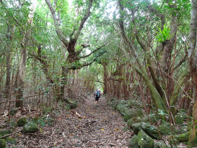 Le dernier tronçon dans ce qui aurait pu être un verger de manguiers