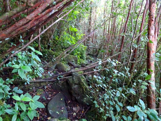 Les goyaviers couchés retardent la marche et obligent à se pencher sur le côté