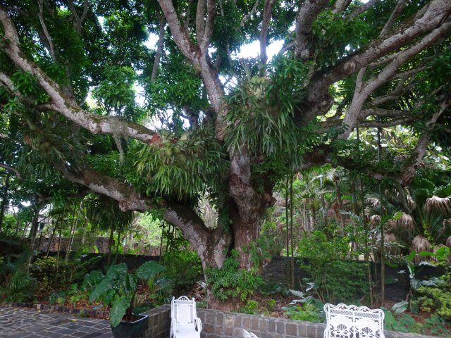 Énorme manguier couvert de cornes de cerfs
