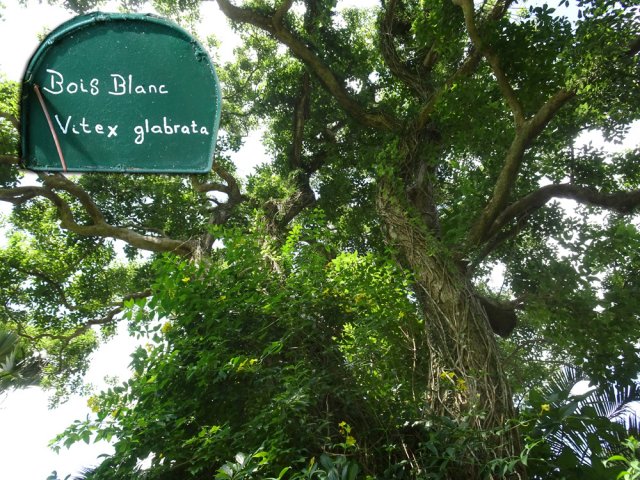 Ne pas manquer l'impressionnant bois blanc