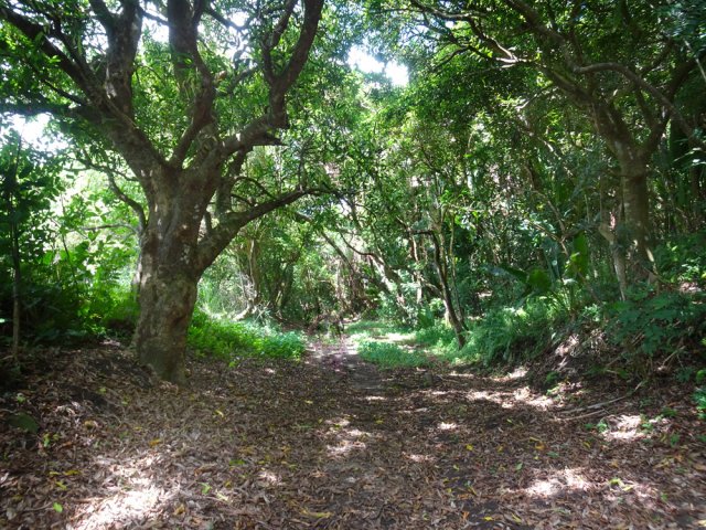 Quelques manguiers poussent le long du canal, ici difficile à discerner