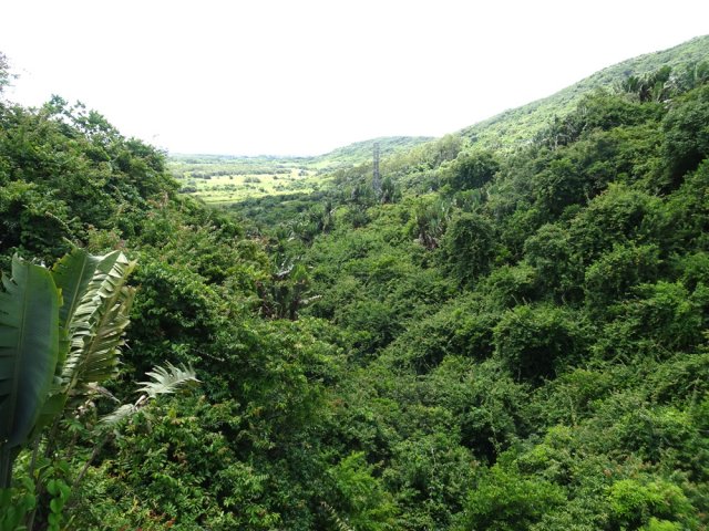 Les lianes papillon empêchent de voir la rivière
