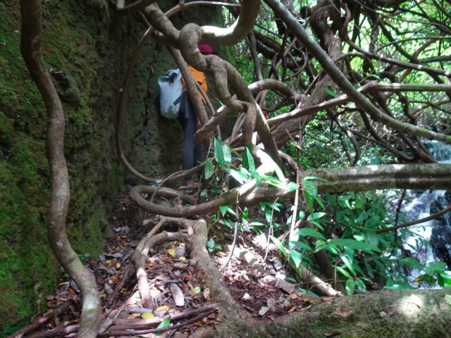 Acrobaties nécessaires entre racines et lianes pour poursuivre vers le prochain bassin