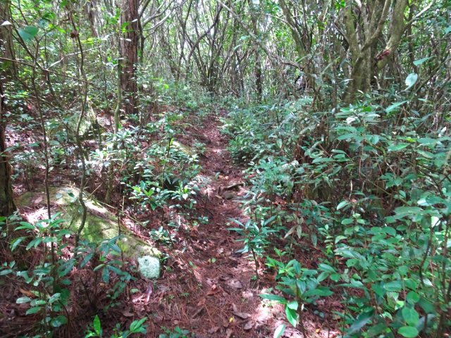 Bien marqué, il se suit facilement