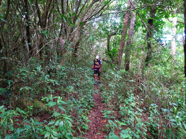 Grand changement entre forêt et montée ludique de cascade en cascade
