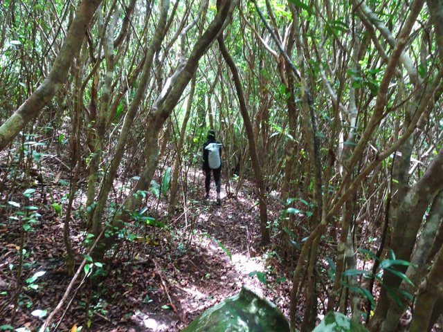 Le sentier s'élargit à l'approche de la route