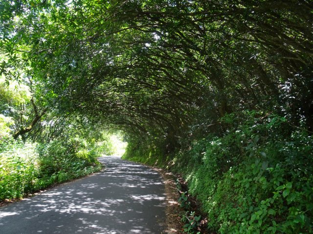 L'agréable tunnel végétal qui procure de l'ombre