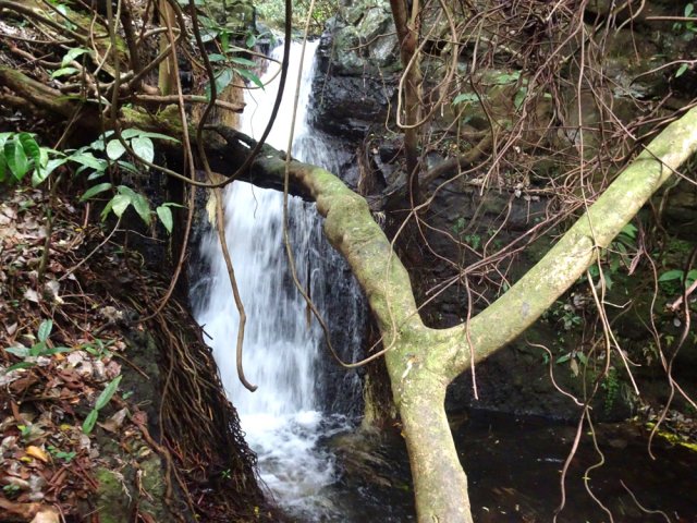 Et une nouvelle cachée derrière son arbre