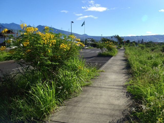 Quelques plantations le long des trottoirs