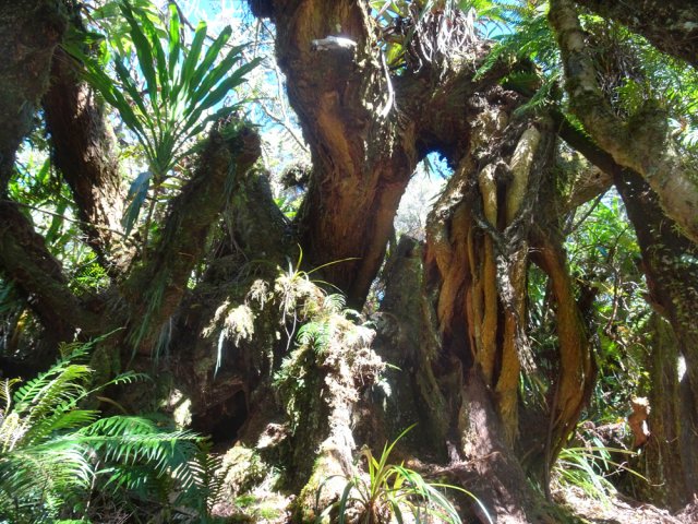 Certains tamarins sont si tordus qu'on a du mal à repérer la direction des troncs