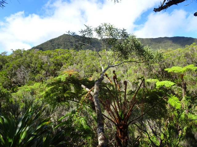 Le Piton de la Rivière des Cafres domine la forêt du Côté de Duvernay