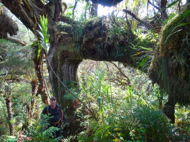 Le tamarin des Hauts, le plus impressionnant de la journée