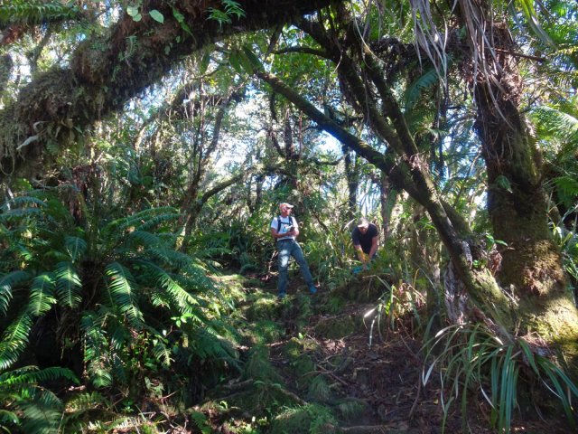 Le tronc penché sert de repère avant le virage du sentier