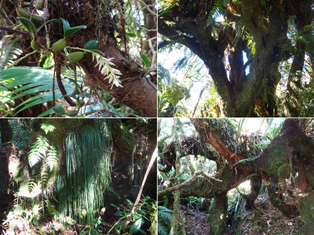 Les amateurs de vieux arbres biscornus seront gâtés