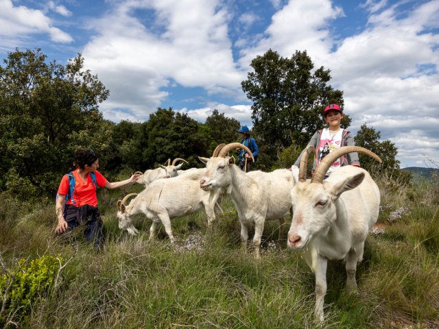 Adorables biquettes apprivoisées et joueuses