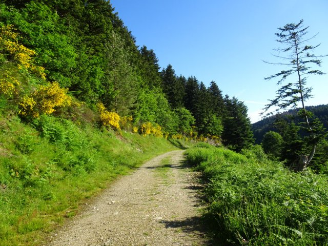 Une idée du chemin, toujours plat et fleuri