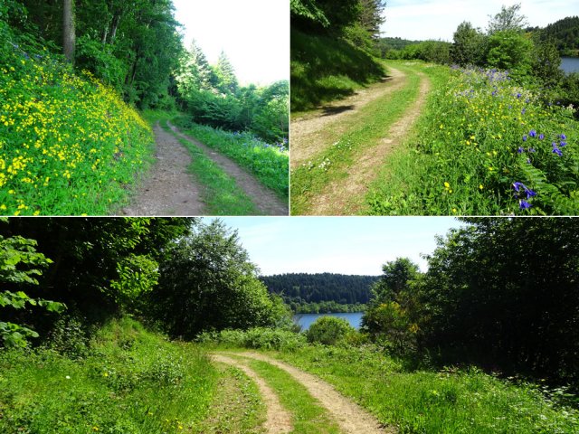 Préférer le printemps pour les dizaines de variétés de fleurs
