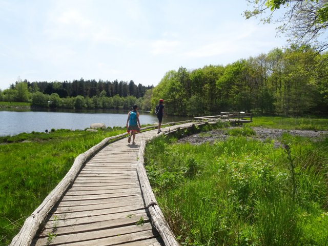 Les planchers évitent de fouler le terrain spongieux de la tourbière
