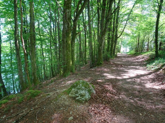 Large allée ombragée proche des berges