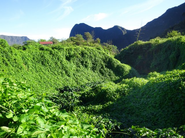 On traverse un minuscule ruisseau dont les rives sont entièrement recouvertes de chouchous