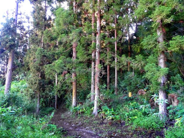 Le sentier longe la lisière d'un bois de cryptomerias