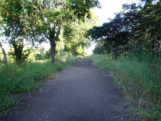 C'est presque une route qui longe la Route des Tamarins